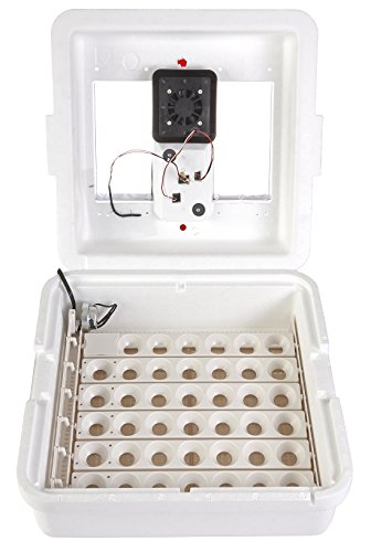 Little Giant 带自动翻蛋器的数字循环空气孵化器（41 个鸡蛋） 带风扇和翻蛋器的鸡蛋孵化器（货号 ...